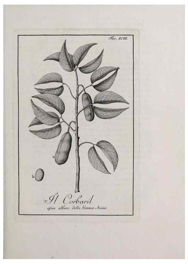 Reproducción/Reproduction 33406324308: Storia delle piante forastiere le più importanti nell'uso medico, od economico /. Milano :Nella stamperia di Giuseppe Marelli,1791-1794.. 