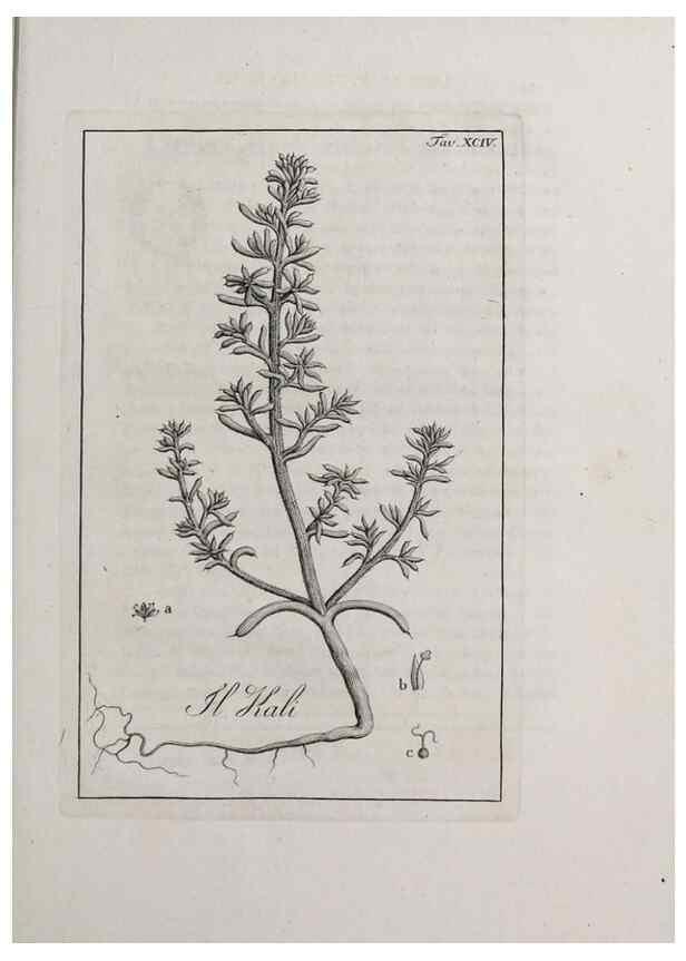 Reproducción/Reproduction 40317387973: Storia delle piante forastiere le più importanti nell'uso medico, od economico /. Milano :Nella stamperia di Giuseppe Marelli,1791-1794.. 