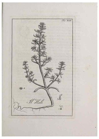 Reproducción/Reproduction 40317387973: Storia delle piante forastiere le più importanti nell'uso medico, od economico /. Milano :Nella stamperia di Giuseppe Marelli,1791-1794.. 