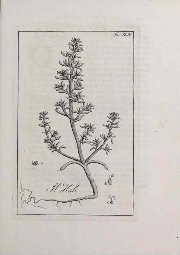 Reproducción/Reproduction 40317387973: Storia delle piante forastiere le più importanti nell'uso medico, od economico /. Milano :Nella stamperia di Giuseppe Marelli,1791-1794.. 