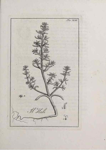Reproducción/Reproduction 40317387973: Storia delle piante forastiere le più importanti nell'uso medico, od economico /. Milano :Nella stamperia di Giuseppe Marelli,1791-1794.. 