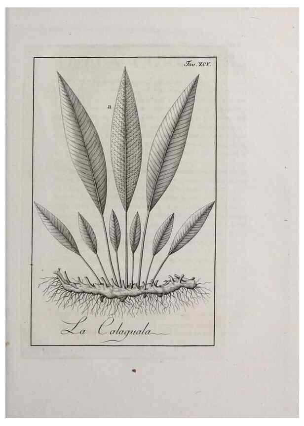 Reproducción/Reproduction 33406325588: Storia delle piante forastiere le più importanti nell'uso medico, od economico /. Milano :Nella stamperia di Giuseppe Marelli,1791-1794.. 