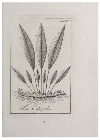 Reproducción/Reproduction 33406325588: Storia delle piante forastiere le più importanti nell'uso medico, od economico /. Milano :Nella stamperia di Giuseppe Marelli,1791-1794.. 