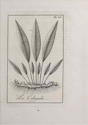Reproducción/Reproduction 33406337668: Storia delle piante forastiere le più importanti nell'uso medico, od economico /. Milano :Nella stamperia di Giuseppe Marelli,1791-1794.. 