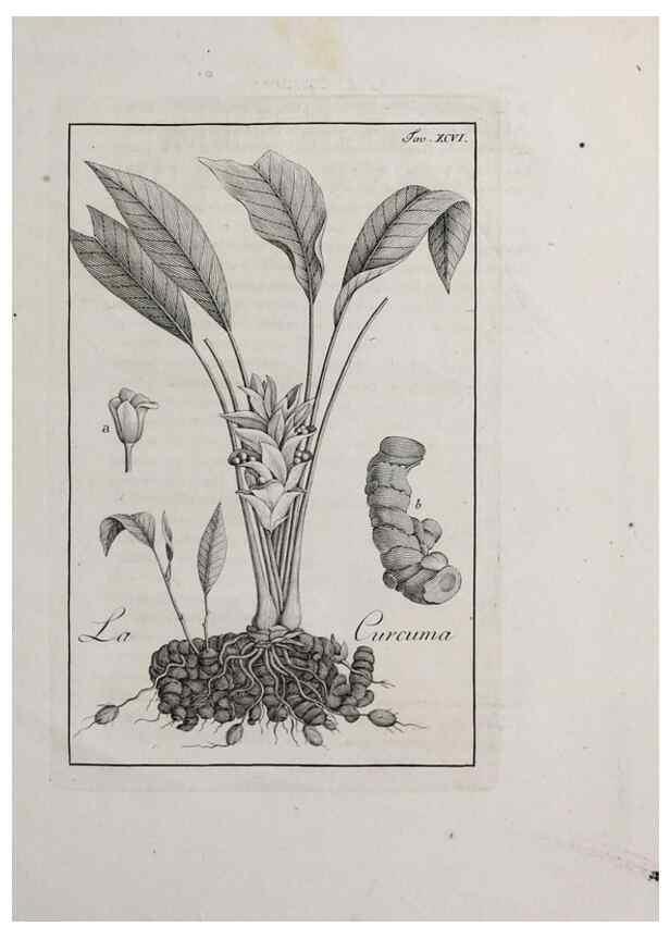 Reproducción/Reproduction 32340138077: Storia delle piante forastiere le più importanti nell'uso medico, od economico /. Milano :Nella stamperia di Giuseppe Marelli,1791-1794.. 