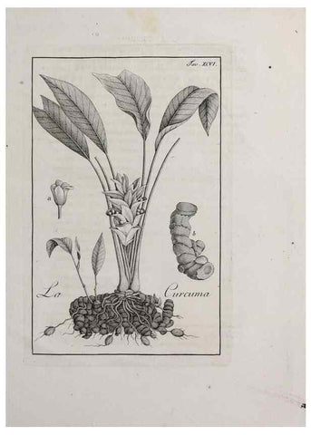 Reproducción/Reproduction 32340138077: Storia delle piante forastiere le più importanti nell'uso medico, od economico /. Milano :Nella stamperia di Giuseppe Marelli,1791-1794.. 