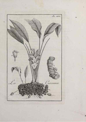 Reproducción/Reproduction 32340138077: Storia delle piante forastiere le più importanti nell'uso medico, od economico /. Milano :Nella stamperia di Giuseppe Marelli,1791-1794.. 
