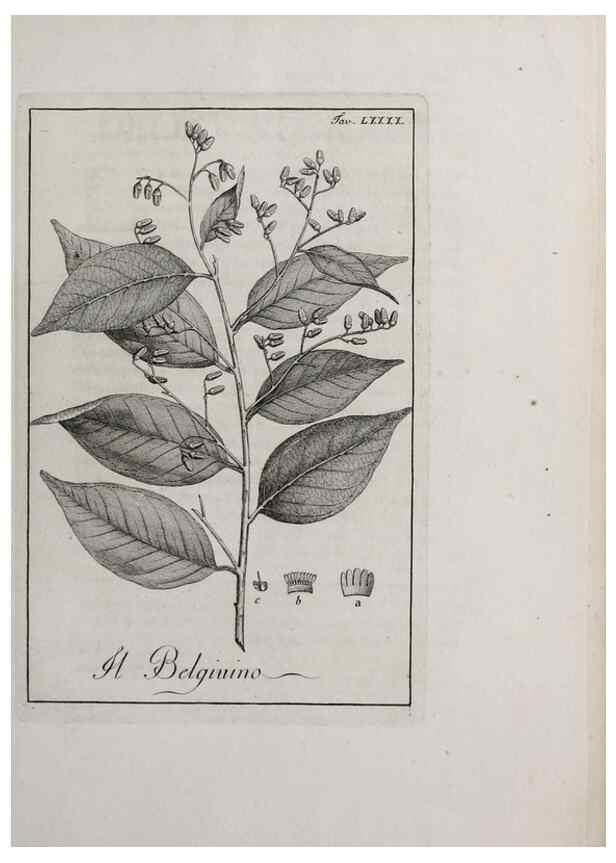 Reproducción/Reproduction 47281912211: Storia delle piante forastiere le più importanti nell'uso medico, od economico /. Milano :Nella stamperia di Giuseppe Marelli,1791-1794.. 