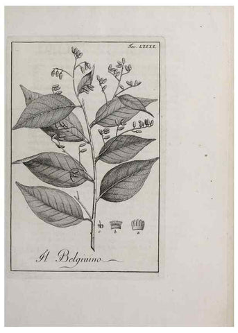 Reproducción/Reproduction 47281912211: Storia delle piante forastiere le più importanti nell'uso medico, od economico /. Milano :Nella stamperia di Giuseppe Marelli,1791-1794.. 
