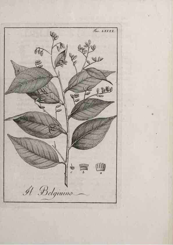 Reproducción/Reproduction 47281912211: Storia delle piante forastiere le più importanti nell'uso medico, od economico /. Milano :Nella stamperia di Giuseppe Marelli,1791-1794.. 