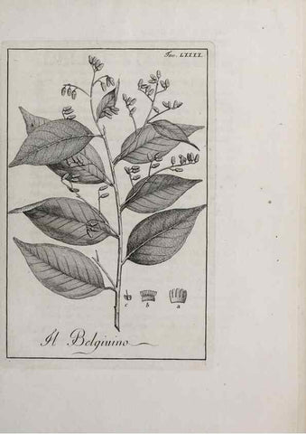 Reproducción/Reproduction 47281912211: Storia delle piante forastiere le più importanti nell'uso medico, od economico /. Milano :Nella stamperia di Giuseppe Marelli,1791-1794.. 