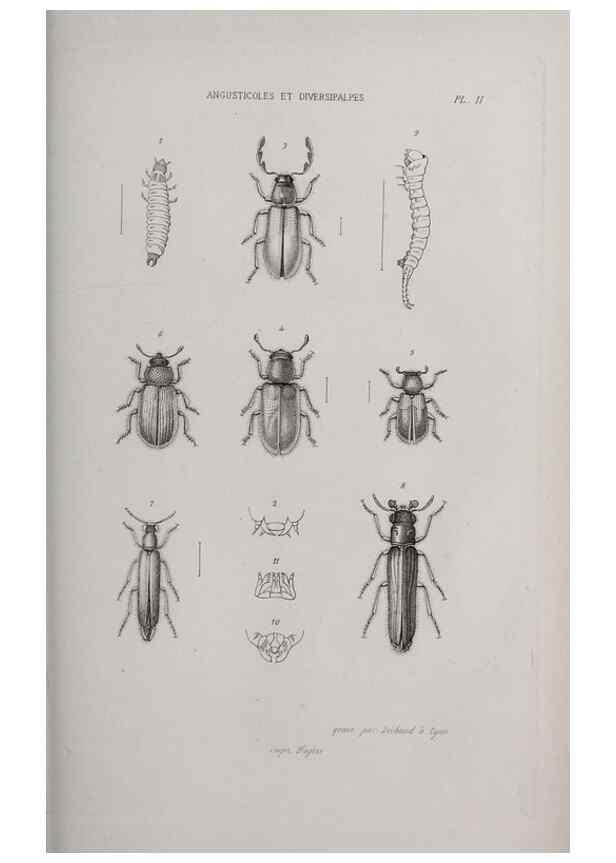 Reproducción/Reproduction 33406503528: Annales de la Société Linnéenne de Lyon.. Lyon :Société Linnéenne de Lyon.. 