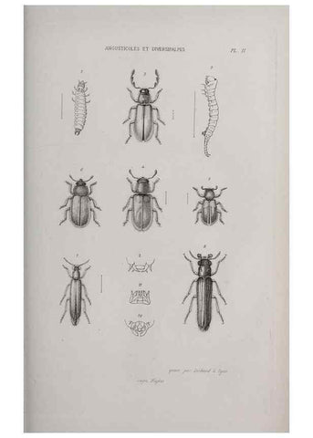 Reproducción/Reproduction 33406503528: Annales de la Société Linnéenne de Lyon.. Lyon :Société Linnéenne de Lyon.. 