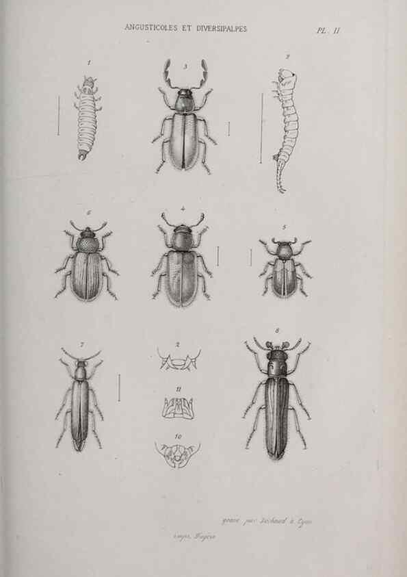 Reproducción/Reproduction 33406503528: Annales de la Société Linnéenne de Lyon.. Lyon :Société Linnéenne de Lyon.. 