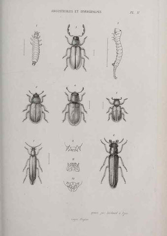 Reproducción/Reproduction 33406503528: Annales de la Société Linnéenne de Lyon.. Lyon :Société Linnéenne de Lyon.. 