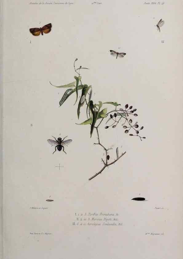 Reproducción/Reproduction 46367631685: Annales de la Société Linnéenne de Lyon.. Lyon :Société Linnéenne de Lyon.. 