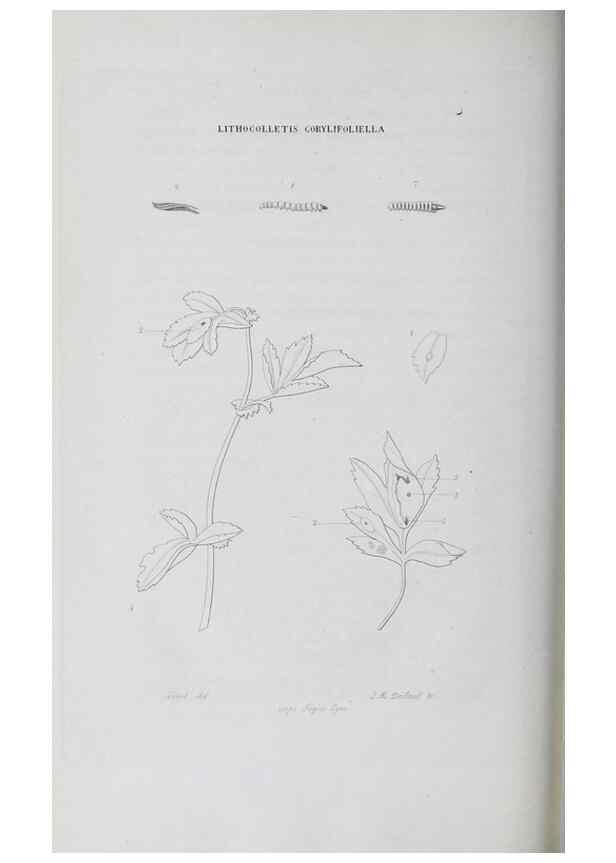 Reproducción/Reproduction 47230171592: Annales de la Société Linnéenne de Lyon.. Lyon :Société Linnéenne de Lyon.. 