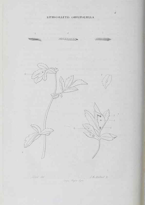 Reproducción/Reproduction 47230171592: Annales de la Société Linnéenne de Lyon.. Lyon :Société Linnéenne de Lyon.. 