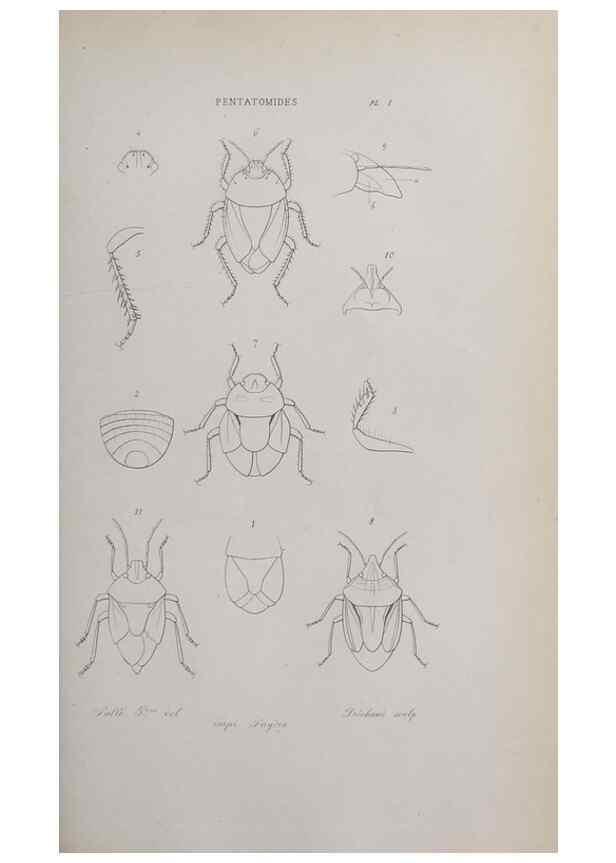 Reproducción/Reproduction 40317684003: Annales de la Société Linnéenne de Lyon.. Lyon :Société Linnéenne de Lyon.. 