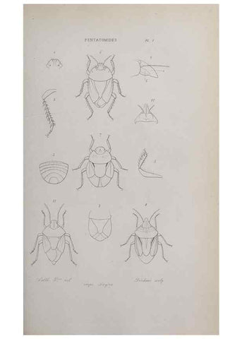 Reproducción/Reproduction 40317684003: Annales de la Société Linnéenne de Lyon.. Lyon :Société Linnéenne de Lyon.. 