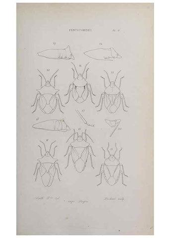 Reproducción/Reproduction 33406626638: Annales de la Société Linnéenne de Lyon.. Lyon :Société Linnéenne de Lyon.. 