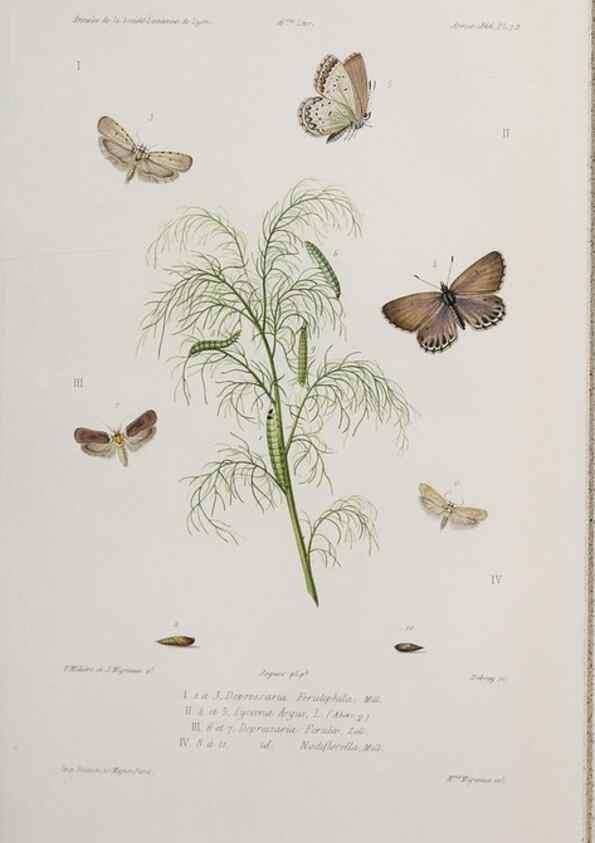 Reproducción/Reproduction 33406628188: Annales de la Société Linnéenne de Lyon.. Lyon :Société Linnéenne de Lyon.. 