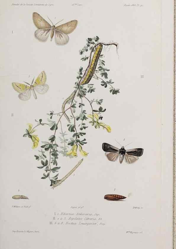 Reproducción/Reproduction 46559105704: Annales de la Société Linnéenne de Lyon.. Lyon :Société Linnéenne de Lyon.. 