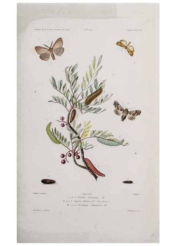 Reproducción/Reproduction 47282234101: Annales de la Société Linnéenne de Lyon.. Lyon :Société Linnéenne de Lyon.. 