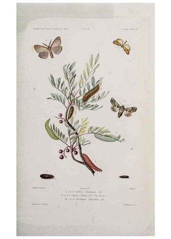 Reproducción/Reproduction 47282234101: Annales de la Société Linnéenne de Lyon.. Lyon :Société Linnéenne de Lyon.. 