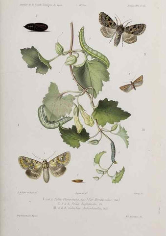 Reproducción/Reproduction 47230226812: Annales de la Société Linnéenne de Lyon.. Lyon :Société Linnéenne de Lyon.. 