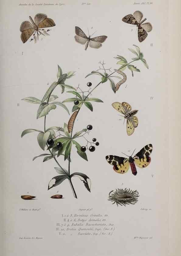 Reproducción/Reproduction 40317732423: Annales de la Société Linnéenne de Lyon.. Lyon :Société Linnéenne de Lyon.. 