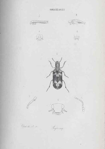 Reproducción/Reproduction 32340384447: Annales de la Société Linnéenne de Lyon.. Lyon :Société Linnéenne de Lyon.. 