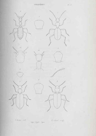 Reproducción/Reproduction 32340383847: Annales de la Société Linnéenne de Lyon.. Lyon :Société Linnéenne de Lyon.. 