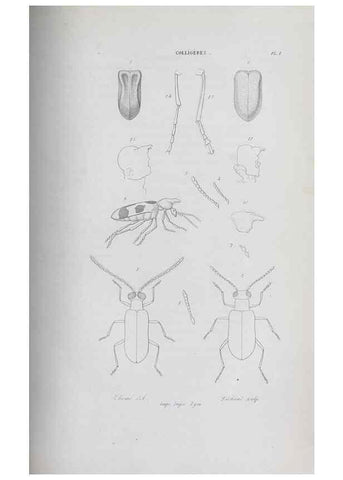 Reproducción/Reproduction 46559068564: Annales de la Société Linnéenne de Lyon.. Lyon :Société Linnéenne de Lyon.. 