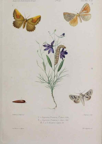 Reproducción/Reproduction 40317598553: Annales de la Société Linnéenne de Lyon.. Lyon :Société Linnéenne de Lyon.. 