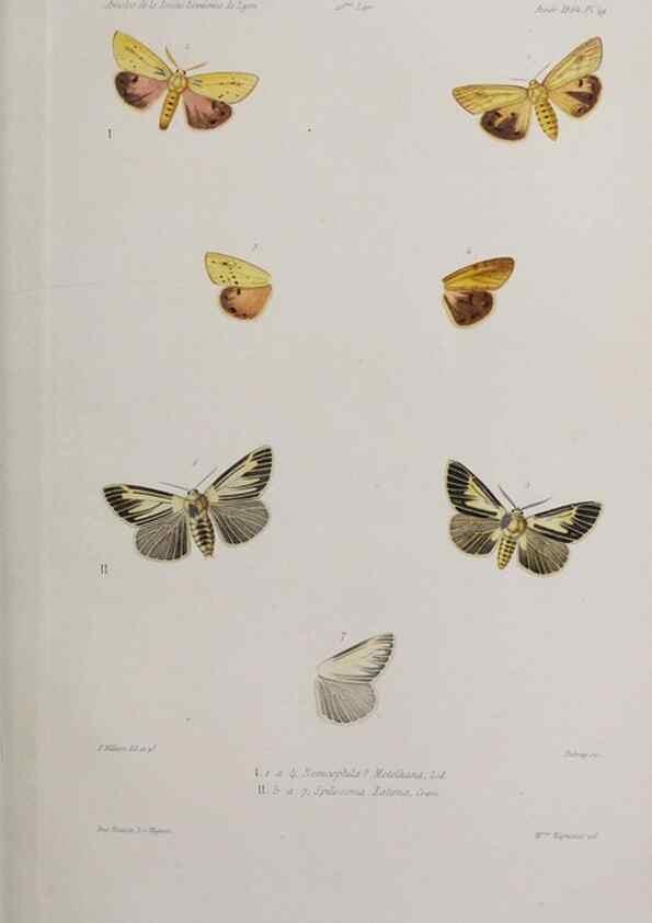 Reproducción/Reproduction 47230131012: Annales de la Société Linnéenne de Lyon.. Lyon :Société Linnéenne de Lyon.. 
