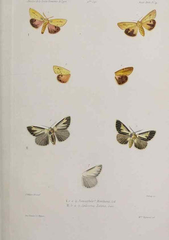 Reproducción/Reproduction 47230131012: Annales de la Société Linnéenne de Lyon.. Lyon :Société Linnéenne de Lyon.. 