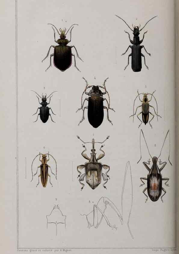 Reproducción/Reproduction 32340341417: Annales de la Société Linnéenne de Lyon.. Lyon :Société Linnéenne de Lyon.. 