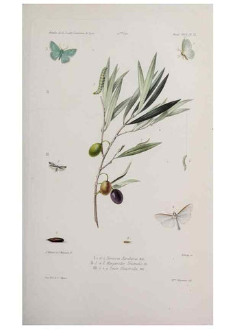 Reproducción/Reproduction 46367638955: Annales de la Société Linnéenne de Lyon.. Lyon :Société Linnéenne de Lyon.. 