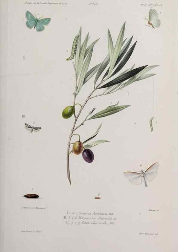 Reproducción/Reproduction 46367638955: Annales de la Société Linnéenne de Lyon.. Lyon :Société Linnéenne de Lyon.. 