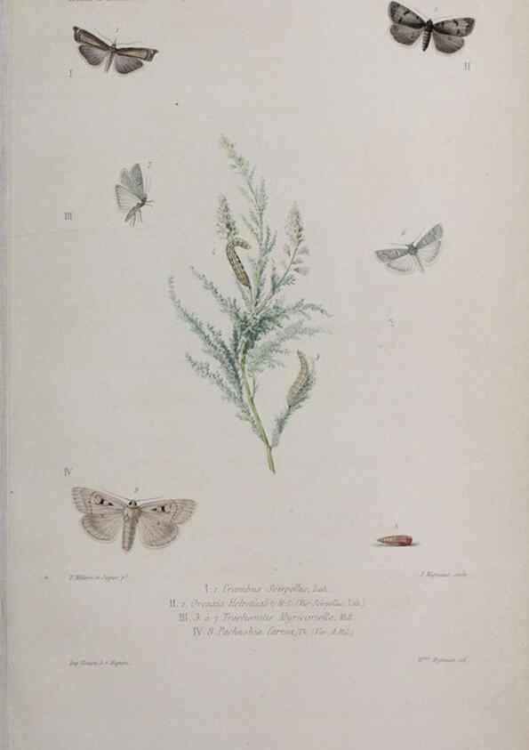 Reproducción/Reproduction 40317592803: Annales de la Société Linnéenne de Lyon.. Lyon :Société Linnéenne de Lyon.. 