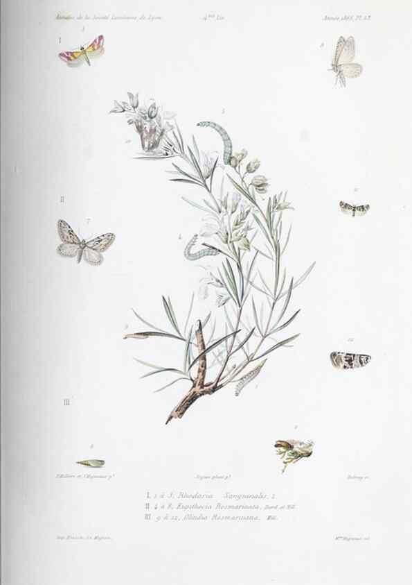 Reproducción/Reproduction 33406561798: Annales de la Société Linnéenne de Lyon.. Lyon :Société Linnéenne de Lyon.. 