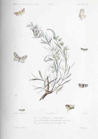 Reproducción/Reproduction 33406561798: Annales de la Société Linnéenne de Lyon.. Lyon :Société Linnéenne de Lyon.. 