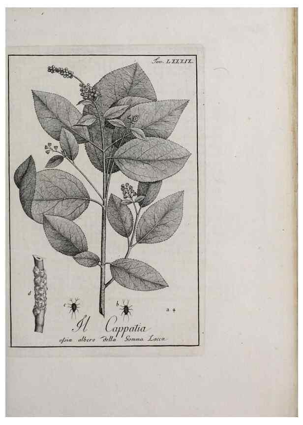 Reproducción/Reproduction 47229897252: Storia delle piante forastiere le più importanti nell'uso medico, od economico /. Milano :Nella stamperia di Giuseppe Marelli,1791-1794.. 