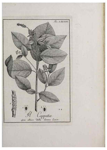 Reproducción/Reproduction 47229897252: Storia delle piante forastiere le più importanti nell'uso medico, od economico /. Milano :Nella stamperia di Giuseppe Marelli,1791-1794.. 