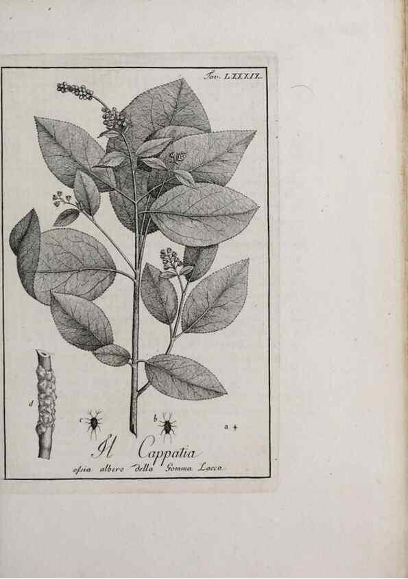 Reproducción/Reproduction 47229897252: Storia delle piante forastiere le più importanti nell'uso medico, od economico /. Milano :Nella stamperia di Giuseppe Marelli,1791-1794.. 