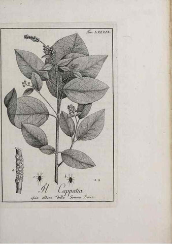Reproducción/Reproduction 47229897252: Storia delle piante forastiere le più importanti nell'uso medico, od economico /. Milano :Nella stamperia di Giuseppe Marelli,1791-1794.. 