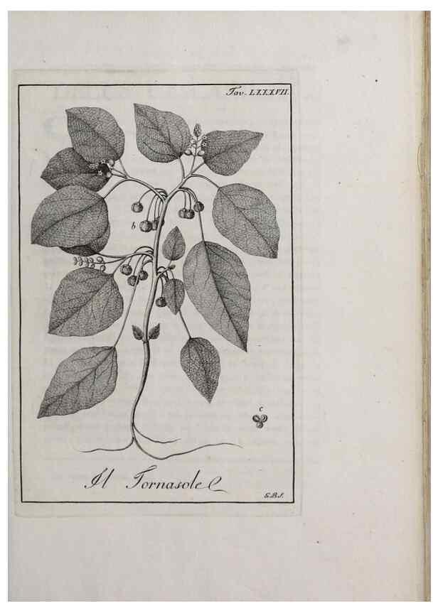 Reproducción/Reproduction 46558824564: Storia delle piante forastiere le più importanti nell'uso medico, od economico /. Milano :Nella stamperia di Giuseppe Marelli,1791-1794.. 