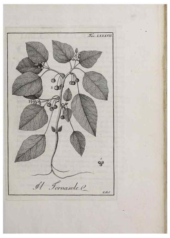 Reproducción/Reproduction 46558824564: Storia delle piante forastiere le più importanti nell'uso medico, od economico /. Milano :Nella stamperia di Giuseppe Marelli,1791-1794.. 