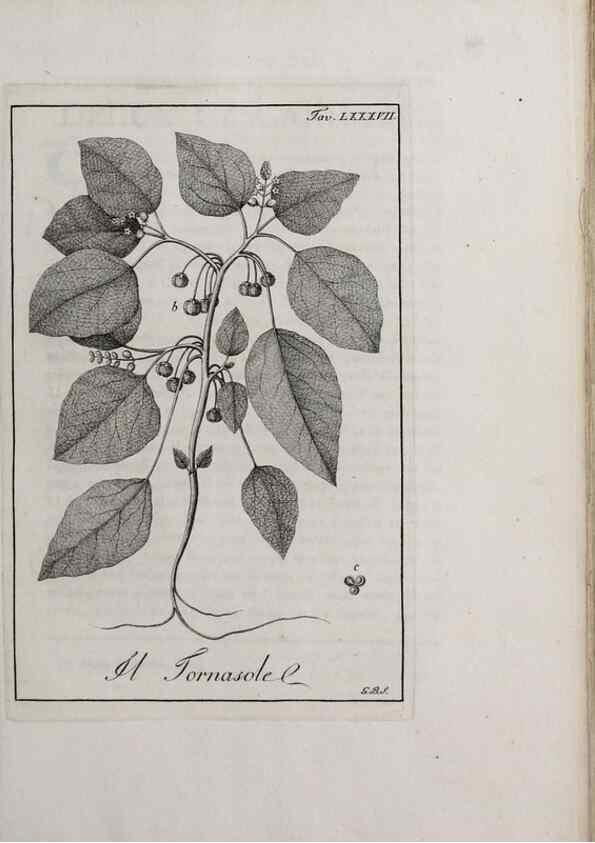 Reproducción/Reproduction 46558824564: Storia delle piante forastiere le più importanti nell'uso medico, od economico /. Milano :Nella stamperia di Giuseppe Marelli,1791-1794.. 
